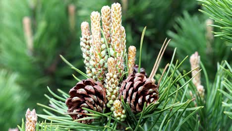 small pine cones at the end of branches. blurred pine needles in background.