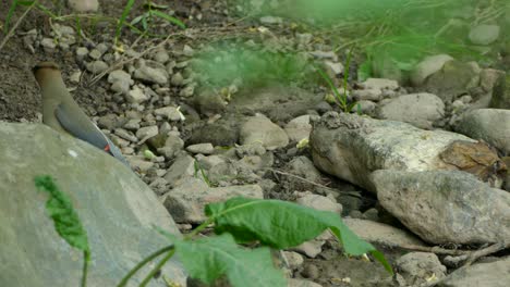 Yellow-and-grey-birds-hops-across-the-rocky-ground-pecking-at-the-soil-looking-for-food-on-the-river-bank