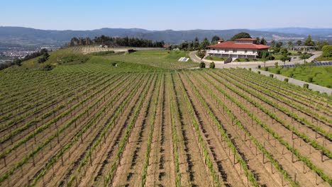 Tagsüber-In-Einem-Weintal-Im-Norden-Von-Portugal