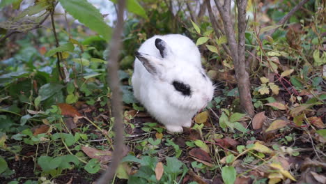 rabbit enjoys eating at the forest