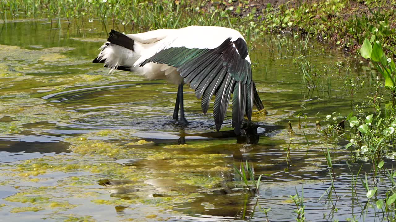 Wood Stork catches a fish in a marsh