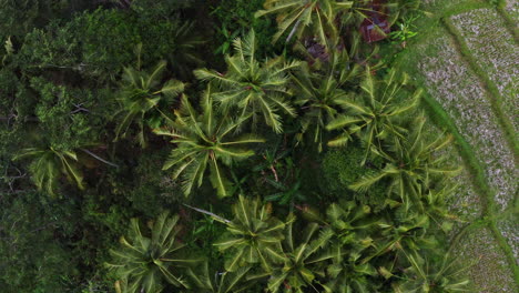 top down aerial shot over rice fields and jungle in ubud, bali