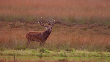 Red-deer-stag-with-majestic-antlers-bellows-in-meadow-releasing-breath-vapor