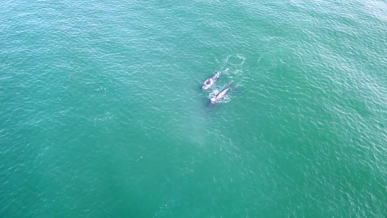 Whales swimming off the coast of Monterey CA filmed with drone from above.