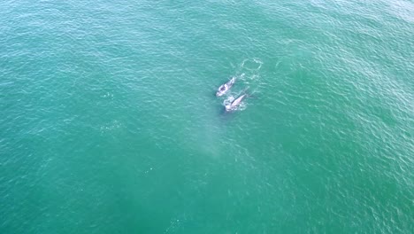 whales swimming off the coast of monterey ca filmed with drone from above.