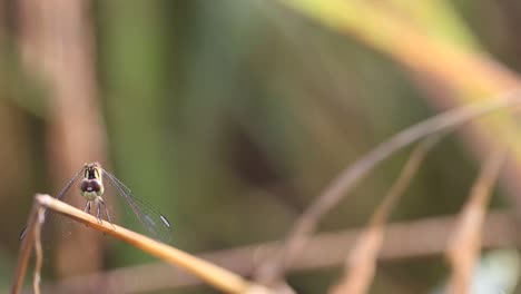 Rice-and-Dragonfly-in-Early-Morning-at-Surin-Province,-Thailand