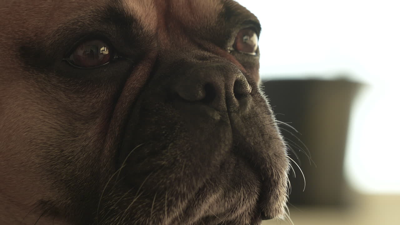Close-up of a French bulldog dog's reflective gaze