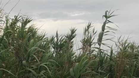 reeds-in-the-wind-in-slow-motion