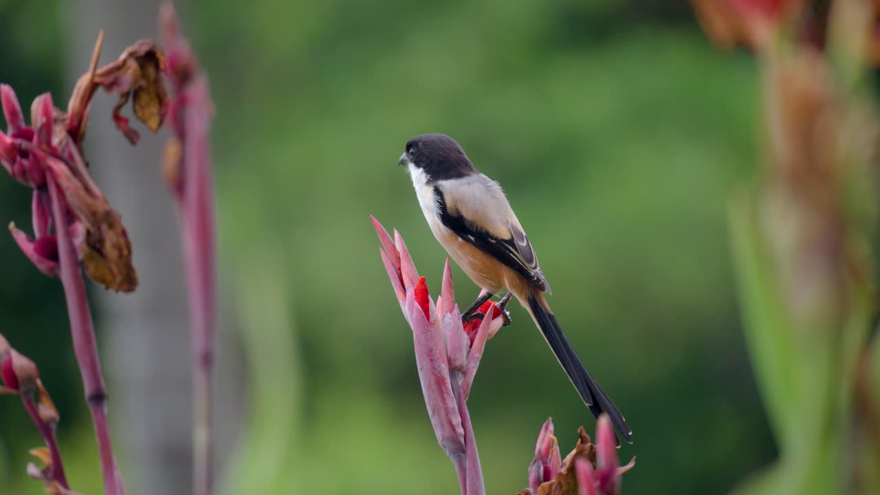 alcaudón de cola larga o alcaudón de lomo rufo o alcaudón de cabeza negra posado en una flor de canna roja y balanceándose con una larga cola negra