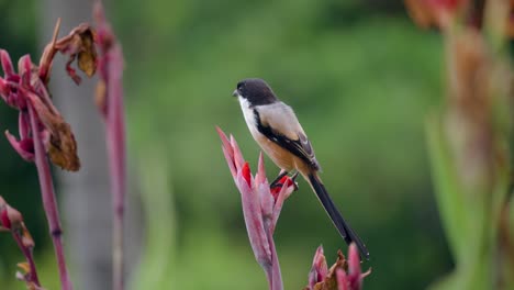 long-tailed shrike or rufous-backed shrike or black-headed shrike perched on red canna flower and swaying with long black tail