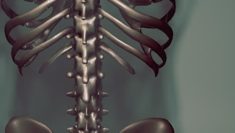 3d-rendered-medical-animation-of-a-human-bones