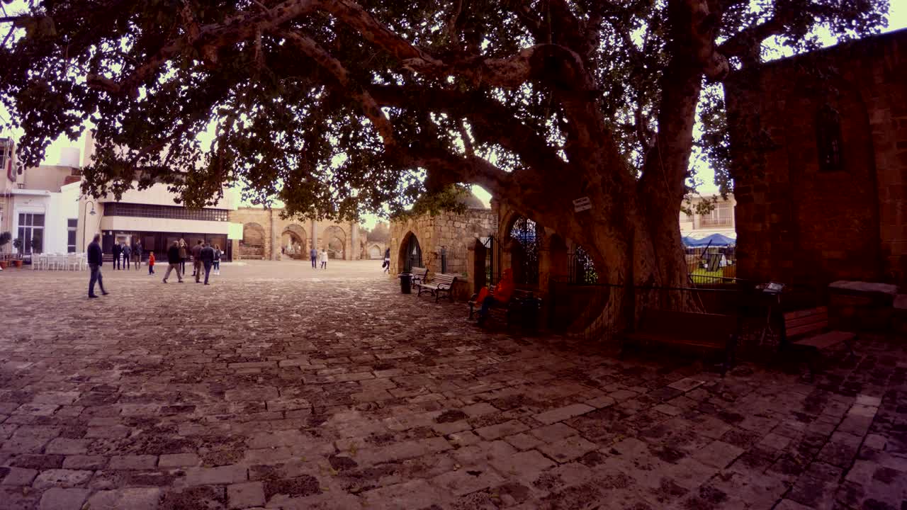 ficus sycomorus 1299 y edificios antiguos en el centro de famagusta.
