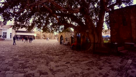 ficus sycomorus 1299 and ancient buildings in the center of famagusta