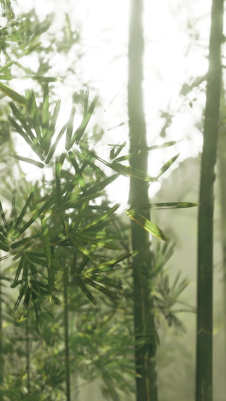 La luce del sole filtra attraverso le foglie di bambù in una foresta al mattino