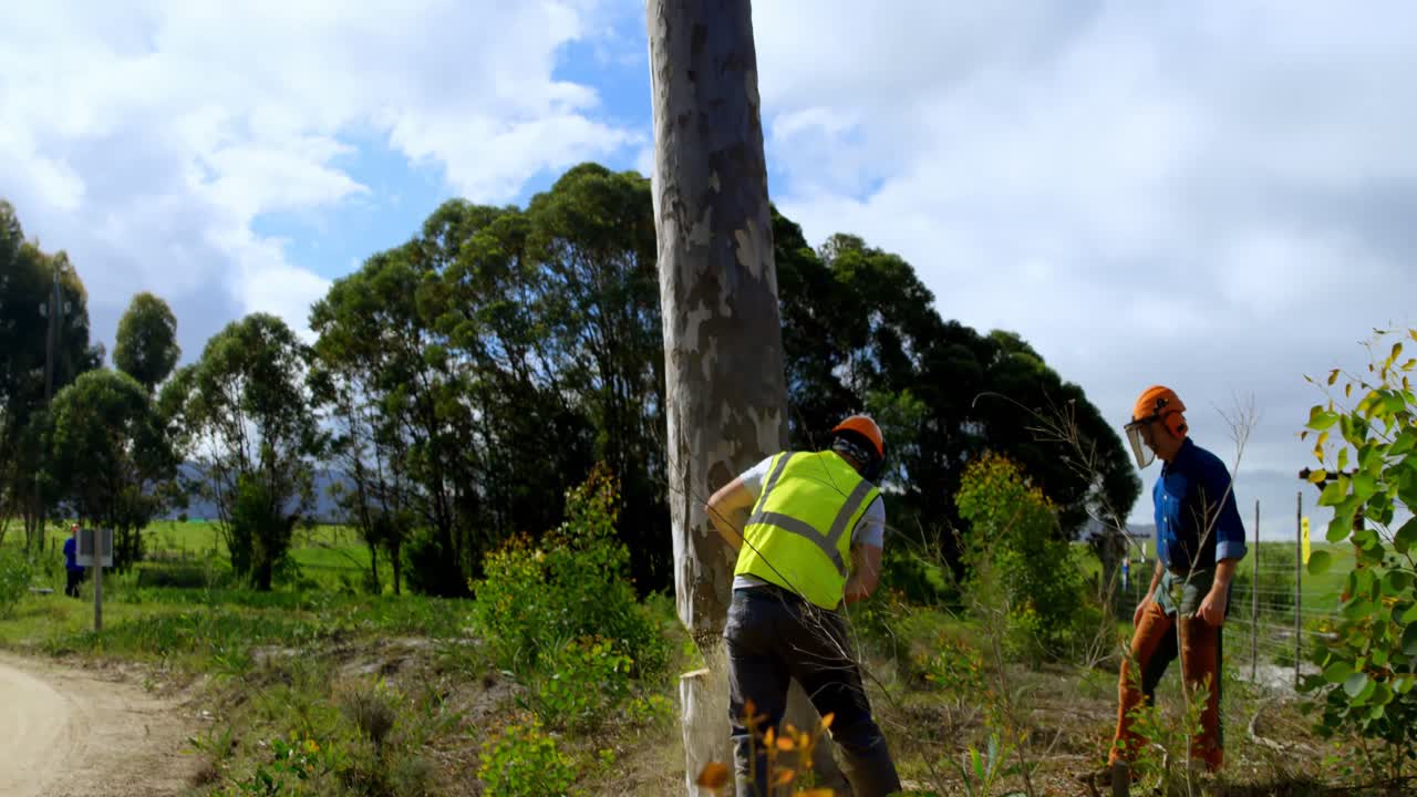 Lumberjacks cutting down tree in the forest 4k