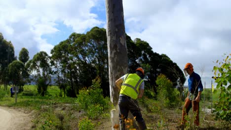 leñadores cortando árboles en el bosque 4k