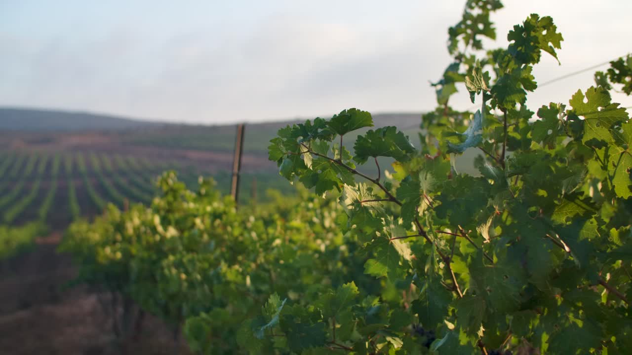 hermoso viñedo al atardecer - disparo hacia adelante