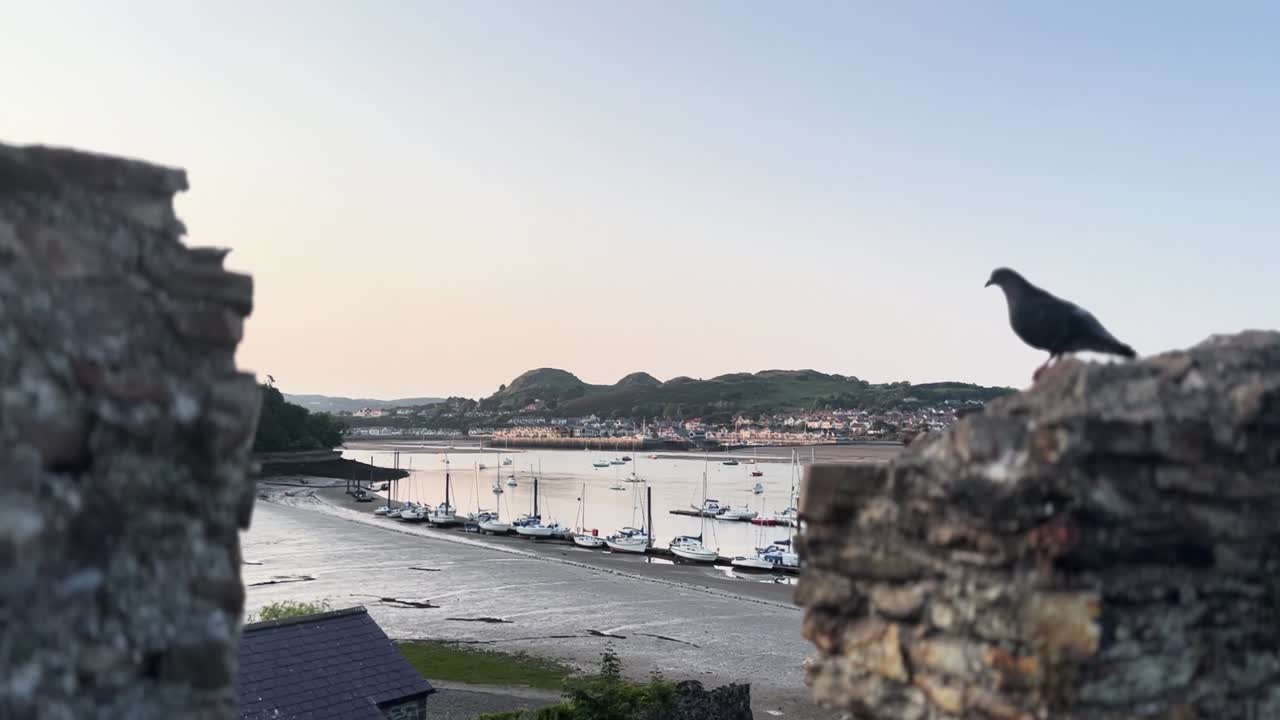 Conwy Harbor Seaside View Pigeon Flying Away