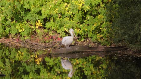 Dalmatian-pelican-(Pelecanus-crispus)-is-the-largest-member-of-the-pelican-family,-and-perhaps-the-world's-largest-freshwater-bird,-although-rivaled-in-weight-and-length-by-the-largest-swans.