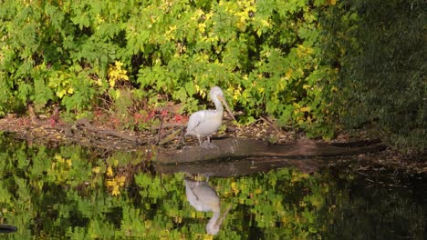 el pelícano dálmata (pelecanus crispus) es el miembro más grande de la familia de los pelícanos, y tal vez la ave de agua dulce más grande del mundo, aunque rivaliza en peso y longitud con los cisnes más grandes.
