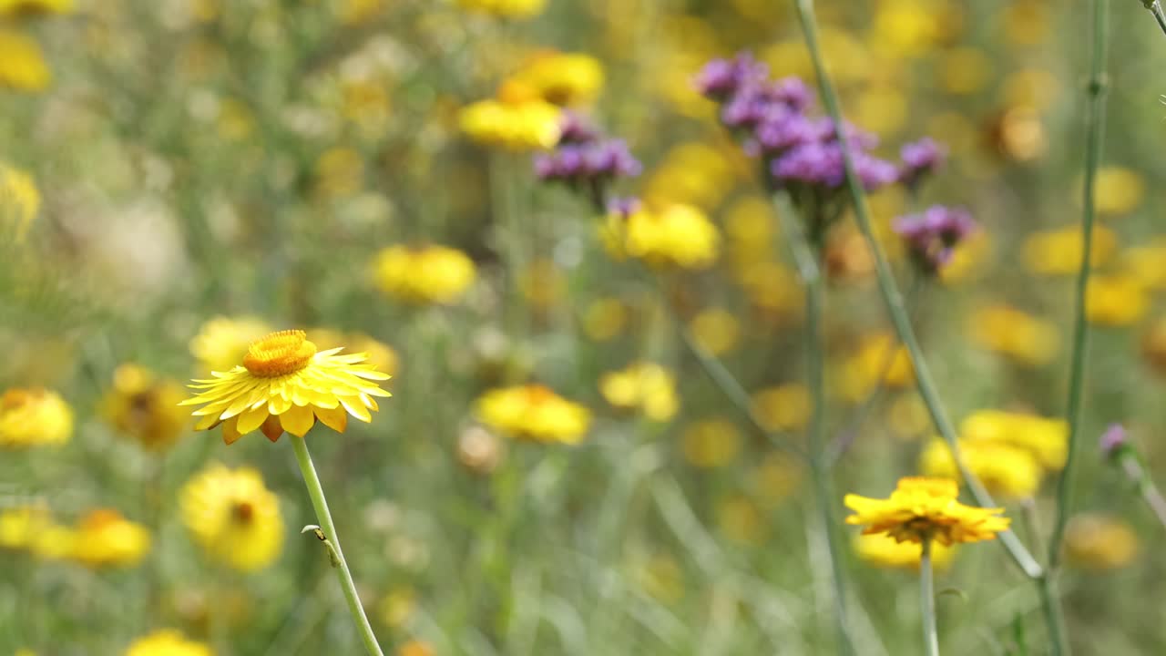 Fiori selvatici vivaci in un prato