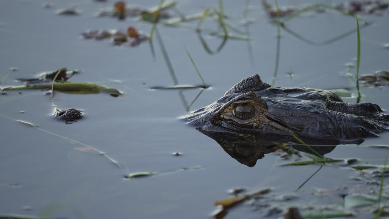 Caiman yacare floats low in calm water, eyes and snout just above surface with leaf debris, static slow motion reflection in water