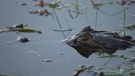 caiman yacare floats low in calm water, eyes and snout just above surface with leaf debris, static slow motion reflection in water