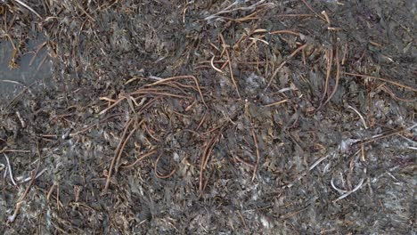 Dead-plants-in-wet-marshland-area,-aerial-top-down-ascend-shot