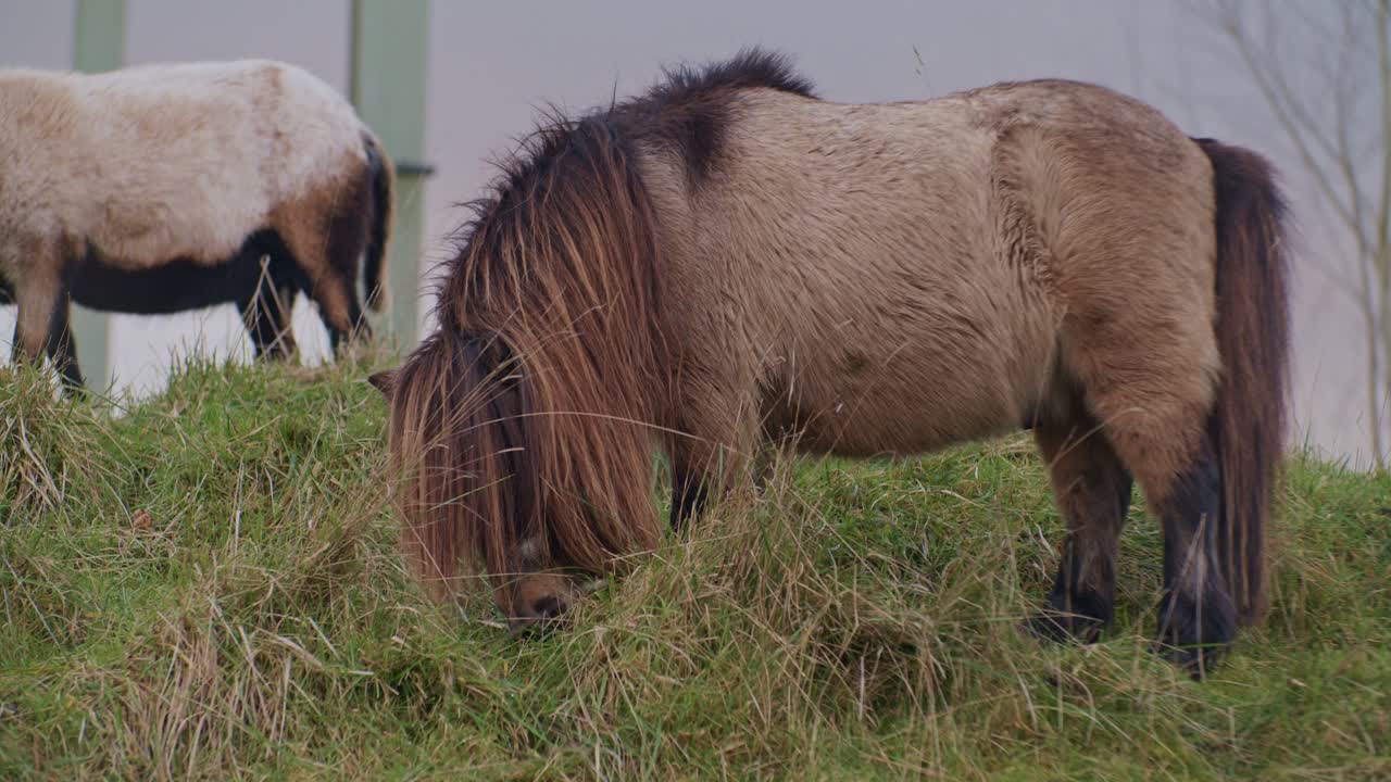 un pequeño caballo poni animal pastoreo en el campo con otros