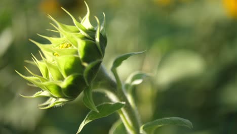 Grüne-Sonnenblume-Auf-Dem-Feld