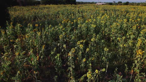 Sonnenblumenfarm-Bei-Sonnenuntergang-Mit-üppigen-Grünen-Blättern-Auf-Einem-Bauernhof-In-Afrika