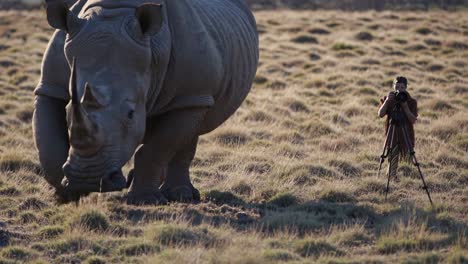 white rhino in african grassland