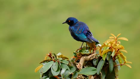 cámara lenta: cape brillante estornino acicalarse, prepara plumas mientras se sienta encima de un árbol con hojas amarillas y verdes, primer plano, enfoque superficial