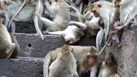 a group of monkey families gathering around an ancient ruin on a hot afternoon in south east asia tropical forest