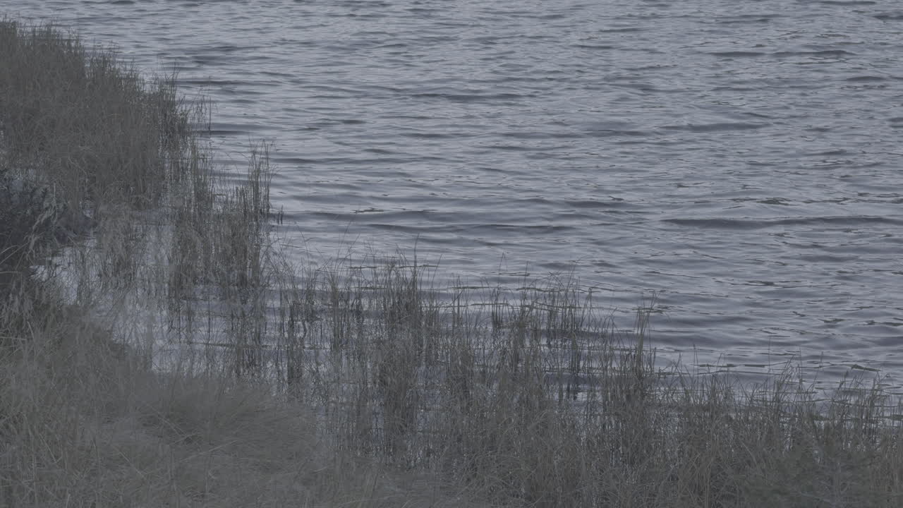 Lake with reeds and grass
