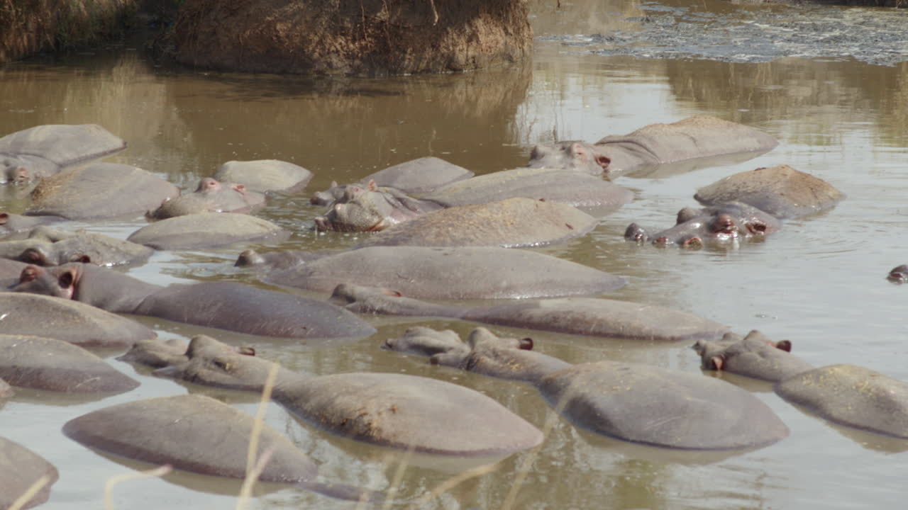 hipopótamos haciendo lo que hacen los hipopótamos durante las horas calurosas del día, cráter ngorongoro, tanzania