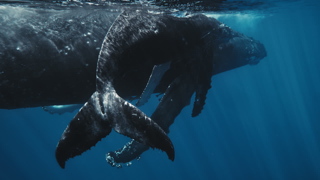 Humpback whale turns slightly, showcasing textured flukes and smooth lateral body movement
