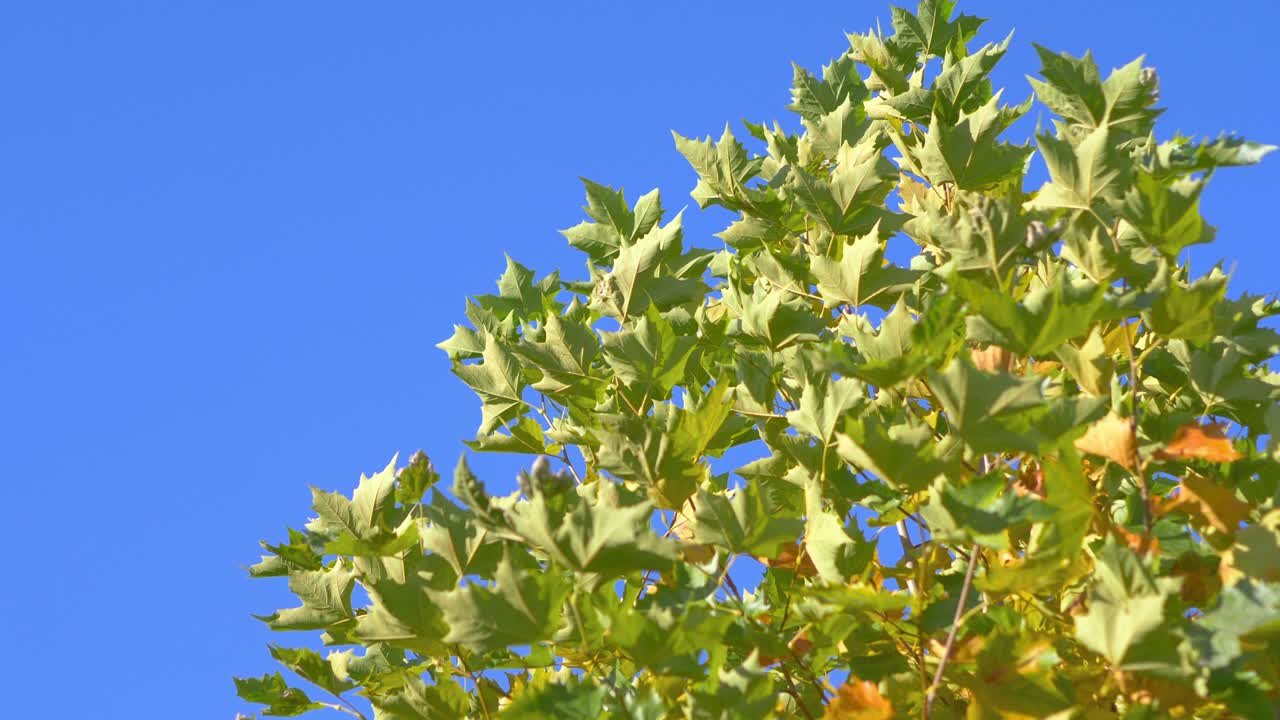 파란색 배경의 가을 잎 4k 느린 동작 60fps