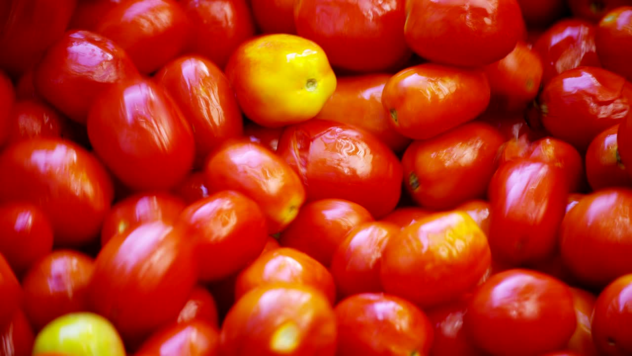 토마토 산업에서 은 토마토는 물로 가득 찬 크로 들어가서 과 꺼기에서 겨서 깨하게 나옵니다.