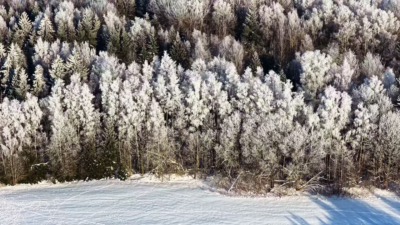 Luftfoto af en fyrreskov i udkanten af en eng dækket af sne