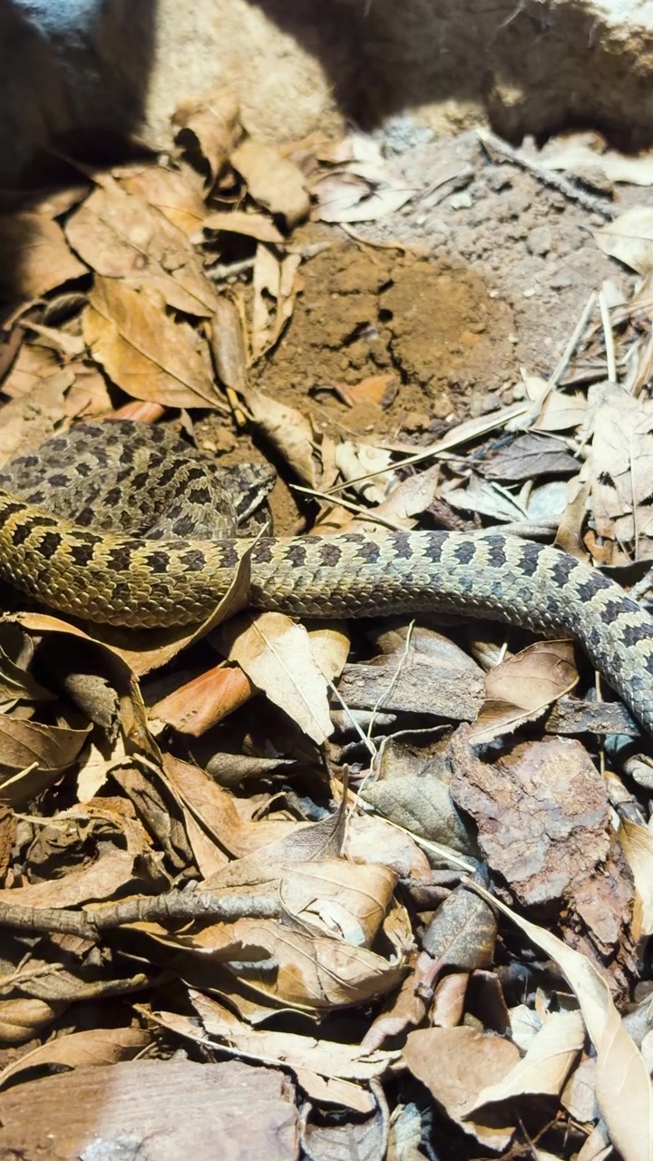 Serpente a sonagli maculato che si muove lentamente su una foglia secca, verticale