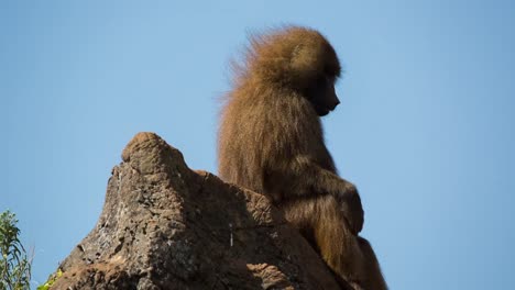 Baboon-06