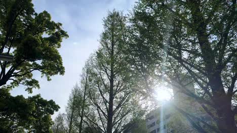 la luz del sol asomando a través de árboles altos contra un cielo azul en un entorno urbano, con siluetas de edificios