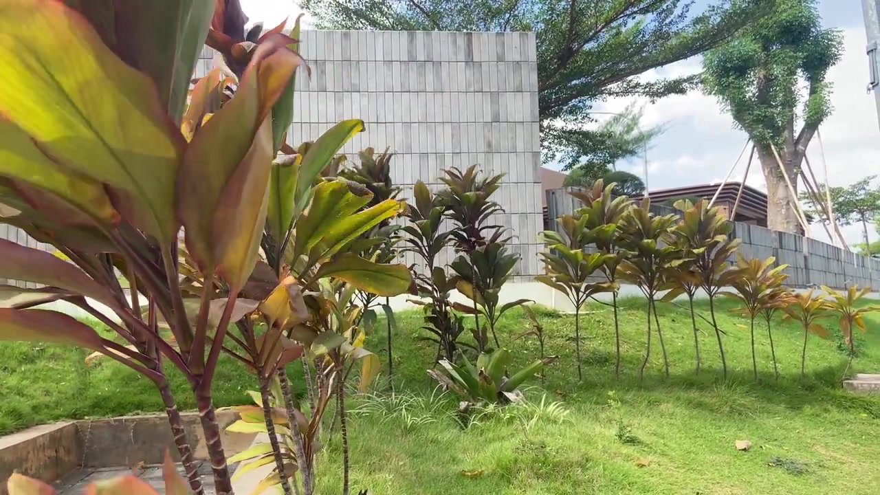 Tanaman Kordilin Bergoyang Lembut di Lanskap Taman Modern