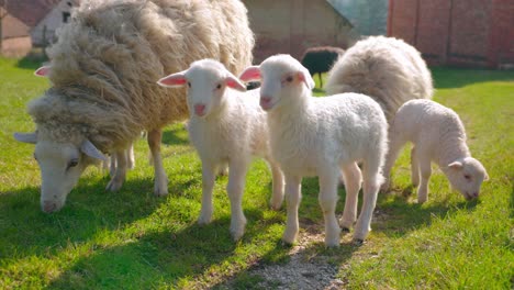 Group-Of-Sheep-In-The-Farm---Close-Up