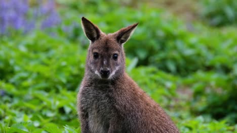 Retrato-De-Un-Wallaby-En-Su-Hábitat-Natural,-Frente-A-Un-Wallaby-De-Pantano-Al-Aire-Libre