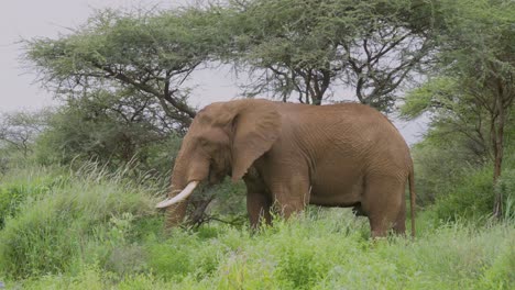 a medium close-up of a massive bull elephant calmly grazing in thick vegetation in amboseli, kenya. a majestic wildlife moment showcasing raw african elephant's behavior in its natural habitat