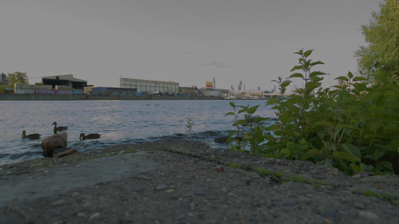 Wide shot of a calm river with ducks in the foreground and a metal recycling plant in the background. Nature meets urban industry