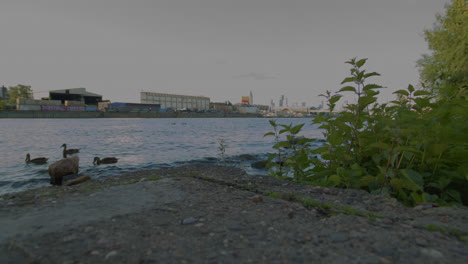 wide shot of a calm river with ducks in the foreground and a metal recycling plant in the background. nature meets urban industry