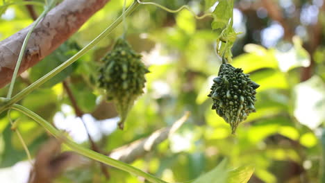 agricultura orgánica de calabaza amarga, cultivo de karela cruda